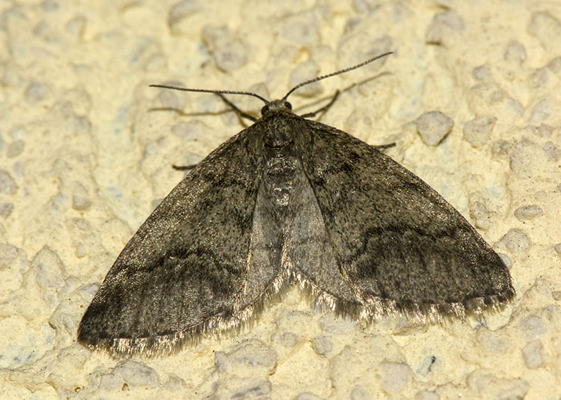 Da identificare - Eumannia lepraria